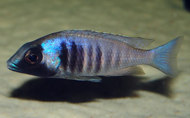 Placidochromis electra 'Fort Maguire'